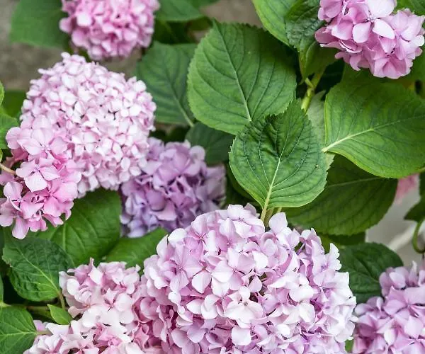 Hani Luxury Apartmán Split